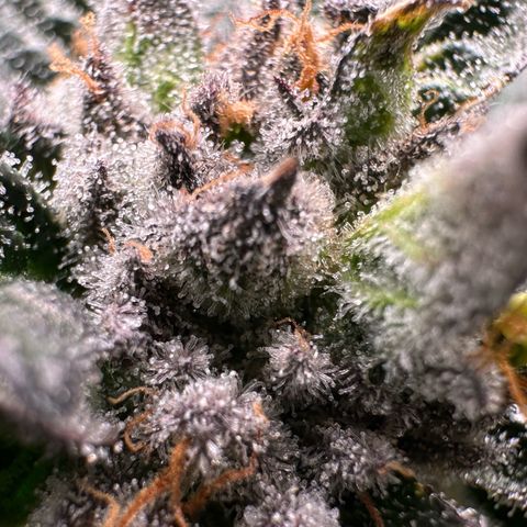 Misc x (LA Kush x Zkittles) #35 28.55g growlog timeline photo