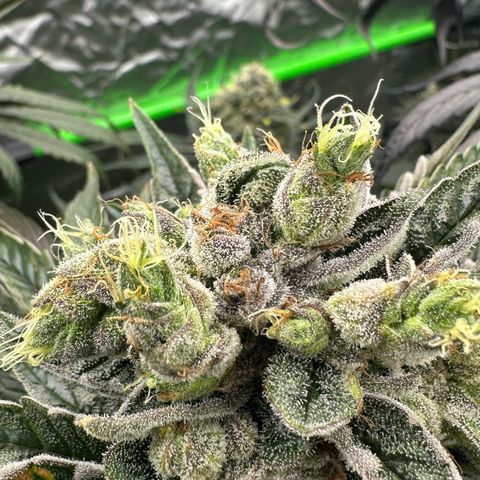 Misc x (LA Kush x Zkittles) #23 28.19g growlog timeline photo
