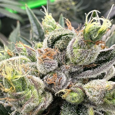Misc x (LA Kush x Zkittles) #23 28.19g growlog timeline photo