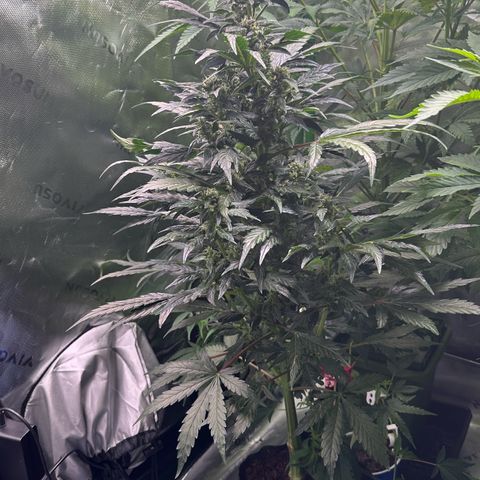 Auto Think Different  #1 growlog timeline photo