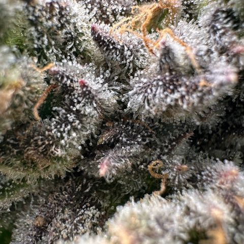 Misc x (LA Kush x Zkittles) #26 60.7g growlog timeline photo