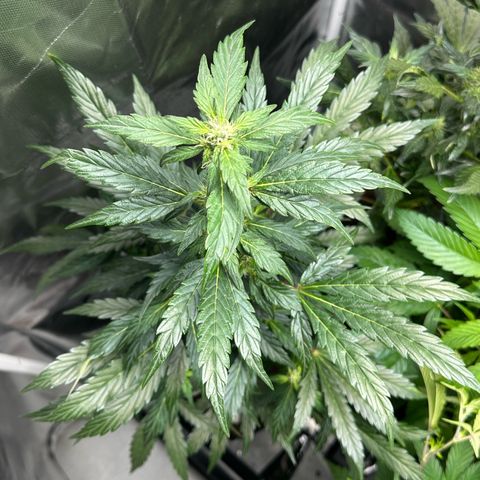 Auto Think Different  #1 growlog timeline photo