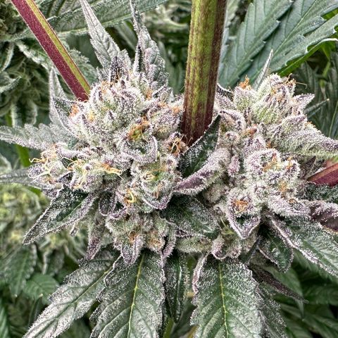 Misc x (LA Kush x Zkittles) #10 growlog timeline photo