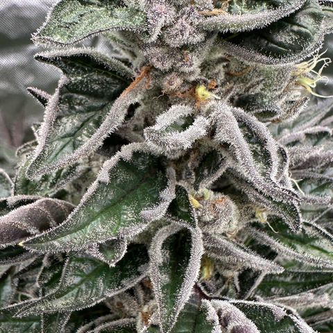 CxLAZ #03 45.52g growlog timeline photo