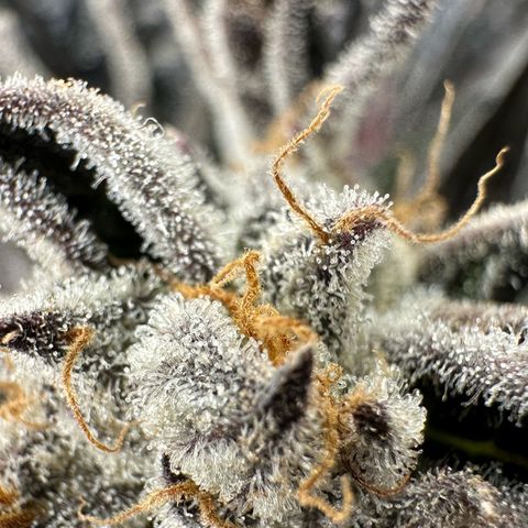 Misc x (LA Kush x Zkittles) #37 42.26g growlog timeline photo