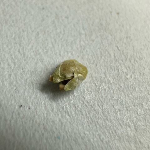 Misc x (LA Kush x Zkittles) #35 28.55g growlog photo: 2nd premature seed. Lost 1st