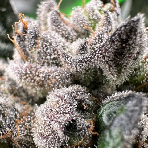 Misc x (LA Kush x Zkittles) #27 33.12g growlog timeline photo