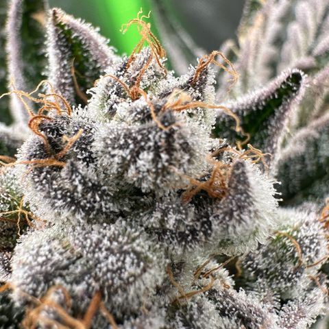 Misc x (LA Kush x Zkittles) #34 15.68g growlog timeline photo