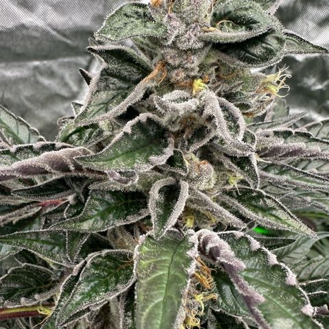Misc x (LA Kush x Zkittles) #37 42.26g growlog timeline photo