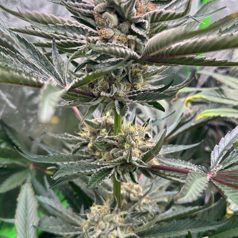 CxLAZ #11 50.28g growlog timeline photo