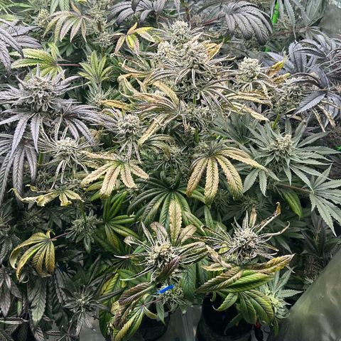 Misc x (LA Kush x Zkittles) #26 60.7g growlog timeline photo