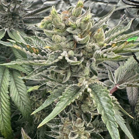 Misc x (LA Kush x Zkittles) #23 28.19g growlog timeline photo