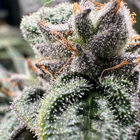 Misc x (LA Kush x Zkittles) #05 growlog timeline photo