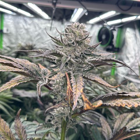 Misc x (LA Kush x Zkittles) #29 25.69g growlog timeline photo
