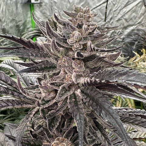 Misc x (LA Kush x Zkittles) #22 34.14g growlog timeline photo