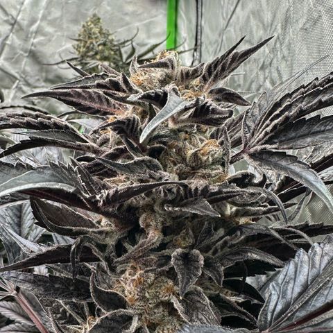 Misc x (LA Kush x Zkittles) #37 42.26g growlog timeline photo
