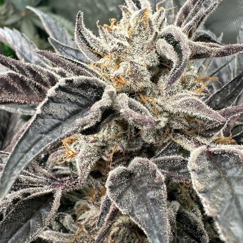 Misc x (LA Kush x Zkittles) #37 42.26g growlog timeline photo
