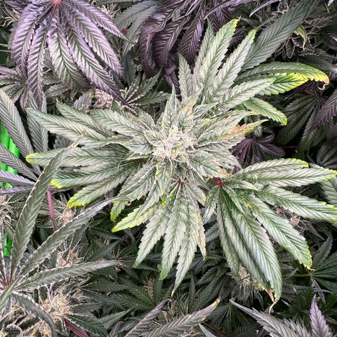 Misc x (LA Kush x Zkittles) #04 10.54g growlog timeline photo
