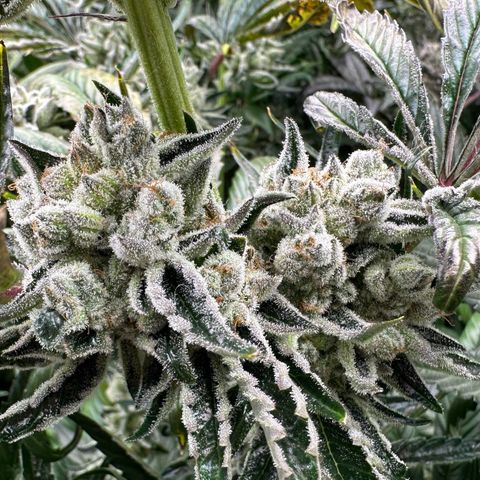 Misc x (LA Kush x Zkittles) #26 60.7g growlog timeline photo