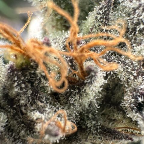 CxLAZ #03 45.52g growlog timeline photo