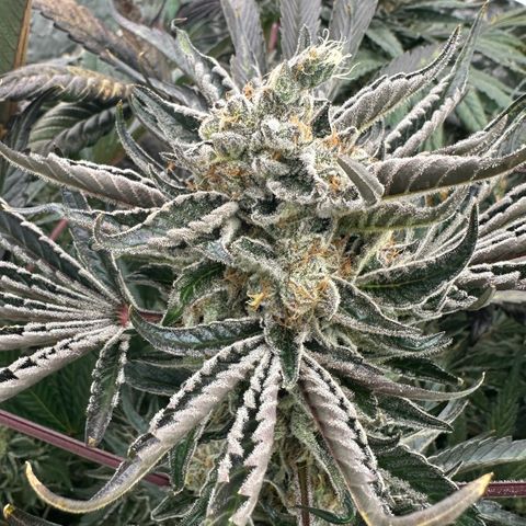 CxLAZ #16 50.72g growlog timeline photo
