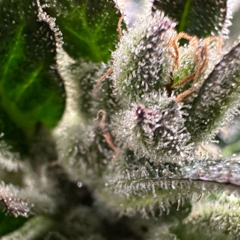 Misc x (LA Kush x Zkittles) #33 19.08g growlog timeline photo