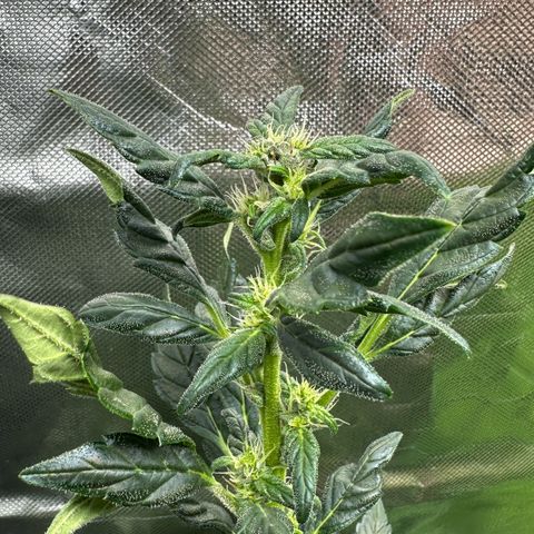 Auto Think Different  #3 growlog timeline photo