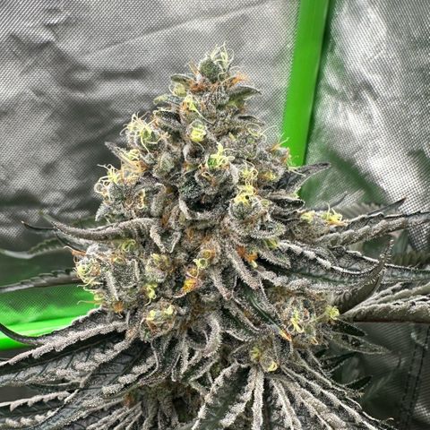 CxLAZ #24 37.13g growlog timeline photo