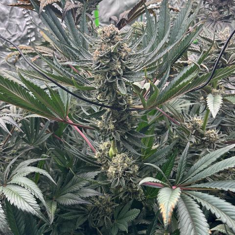 CxLAZ #31 58.75g growlog timeline photo