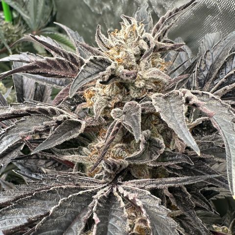 Misc x (LA Kush x Zkittles) #37 42.26g growlog timeline photo