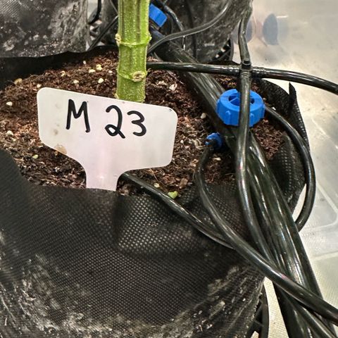 Misc x (LA Kush x Zkittles) #23 28.19g growlog timeline photo