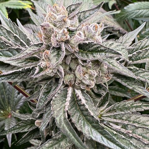 Misc x (LA Kush x Zkittles) #10 growlog timeline photo