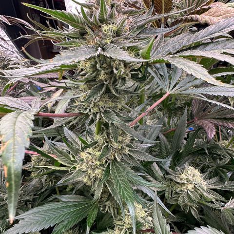 CxLAZ #14 53.59g growlog timeline photo
