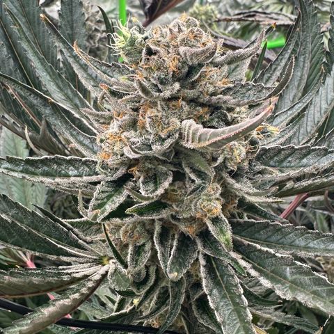 CxLAZ #31 58.75g growlog timeline photo