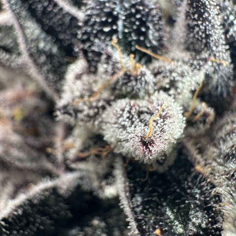 Misc x (LA Kush x Zkittles) #22 34.14g growlog timeline photo