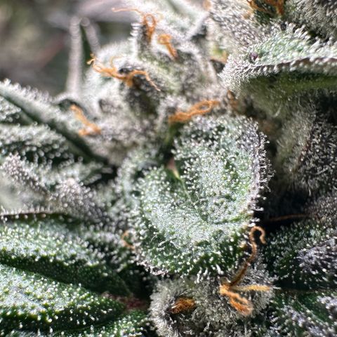 Misc x (LA Kush x Zkittles) #05 growlog timeline photo