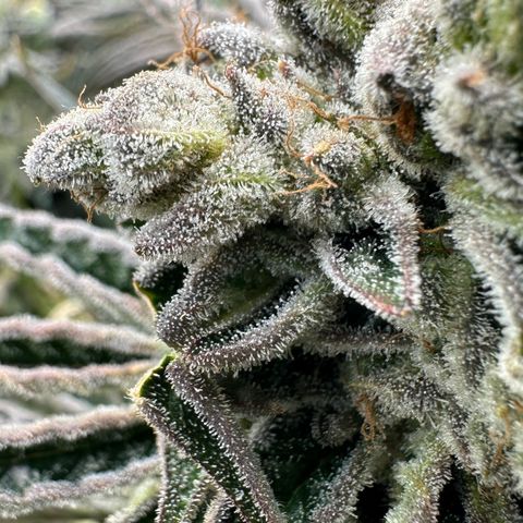 Misc x (LA Kush x Zkittles) #26 60.7g growlog timeline photo