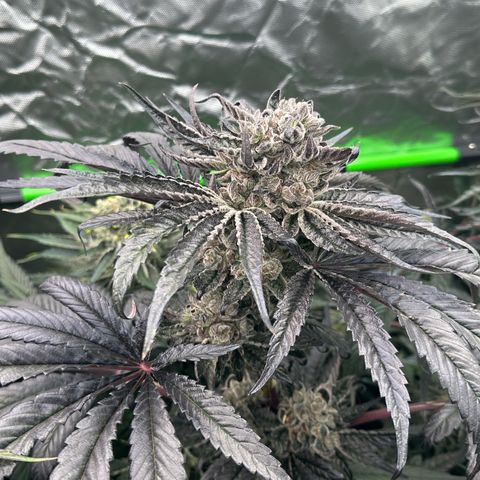 Misc x (LA Kush x Zkittles) #27 33.12g growlog timeline photo