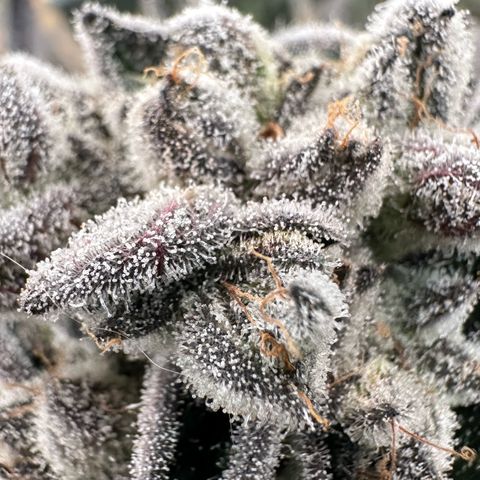 Misc x (LA Kush x Zkittles) #29 25.69g growlog timeline photo