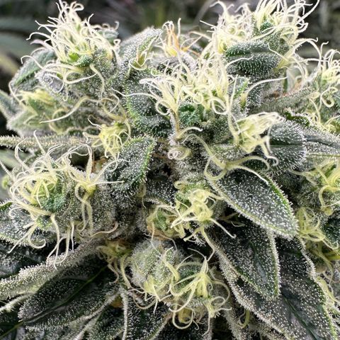 Misc x (LA Kush x Zkittles) #08 growlog timeline photo