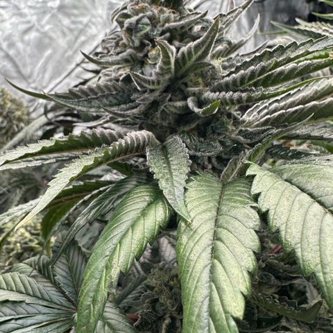 Misc x (LA Kush x Zkittles) #05 growlog timeline photo