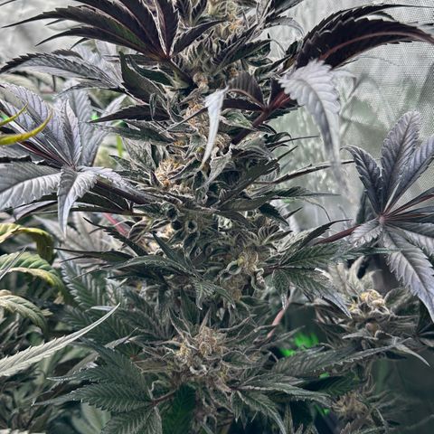 Misc x (LA Kush x Zkittles) #37 42.26g growlog timeline photo