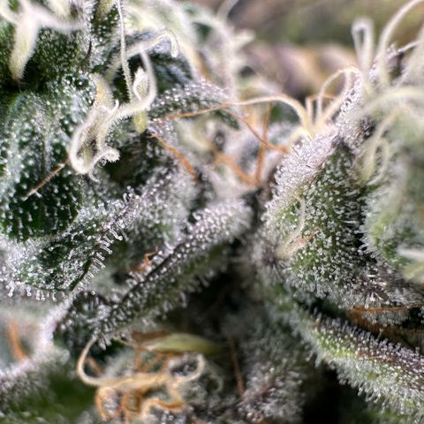 CxLAZ #14 53.59g growlog timeline photo