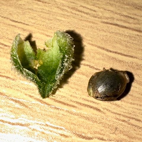 CxLAZ #15 52g growlog photo: First seed