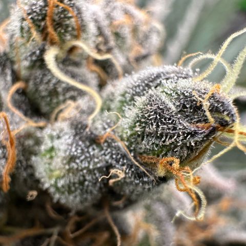 CxLAZ #11 50.28g growlog timeline photo