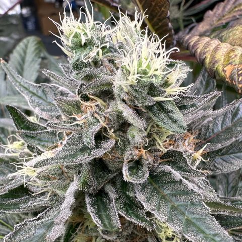 CxLAZ #14 53.59g growlog timeline photo