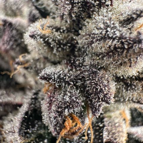 Misc x (LA Kush x Zkittles) #22 34.14g growlog timeline photo