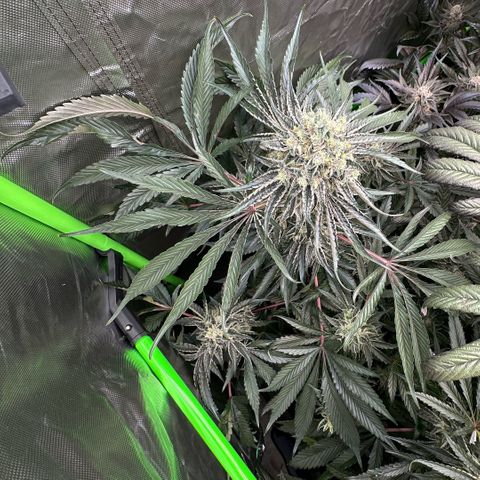 CxLAZ #24 37.13g growlog timeline photo