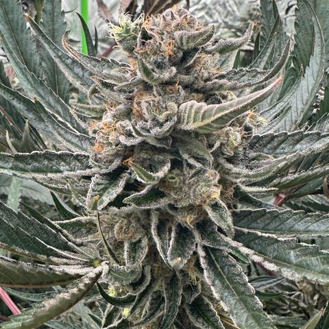 CxLAZ #31 58.75g growlog timeline photo