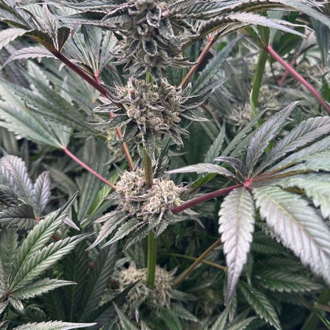 Misc x (LA Kush x Zkittles) #10 growlog timeline photo